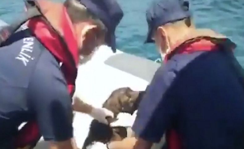İzmir'de denize düşen köpeği Sahil Güvenlik ekipleri kurtardı