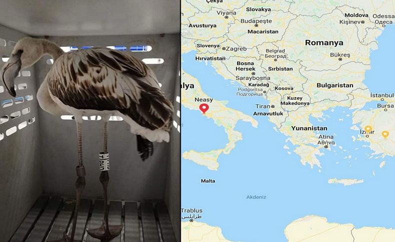 İzmir'de halkalanan flamingolardan haber var!
