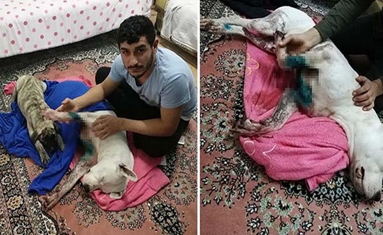 İzmir’de köpeğe satırlı saldırı!