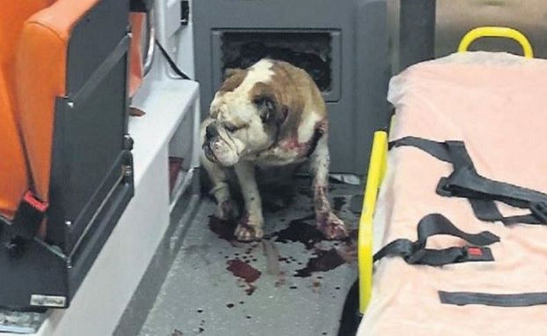 İzmir'de köpek dehşeti bitmiyor