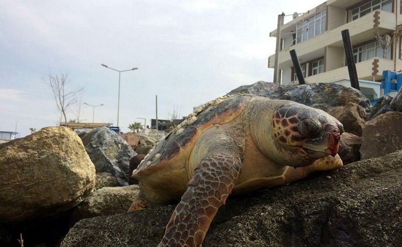 İzmir'de ölü caretta caretta bulundu