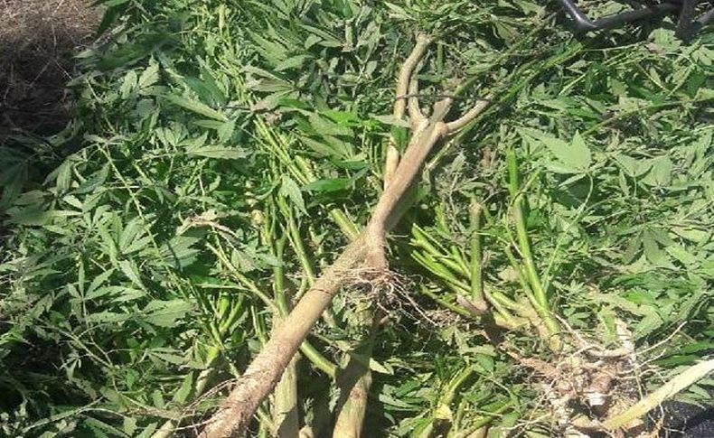 İzmir'de ormanlık alanda 800 kök 'hint keneviri' ele geçirildi