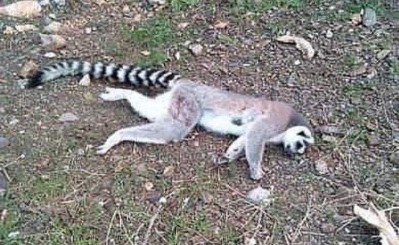 İzmir'de ormanlık alanda ölü lemur bulundu