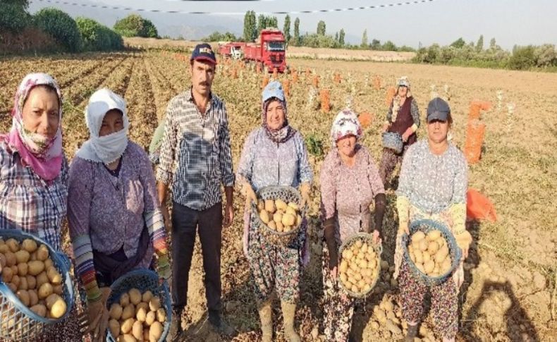 İzmir'de patates hasadı kaldığı yerden devam edecek