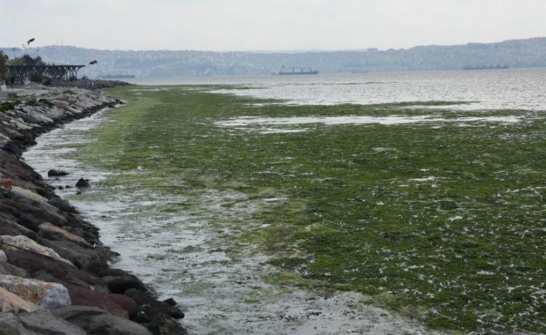 İzmir'de şaşırtan görüntü! Sahil yosunlarla doldu