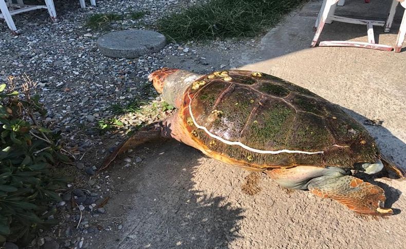 İzmir'de telef olmuş caretta caretta sahile vurdu