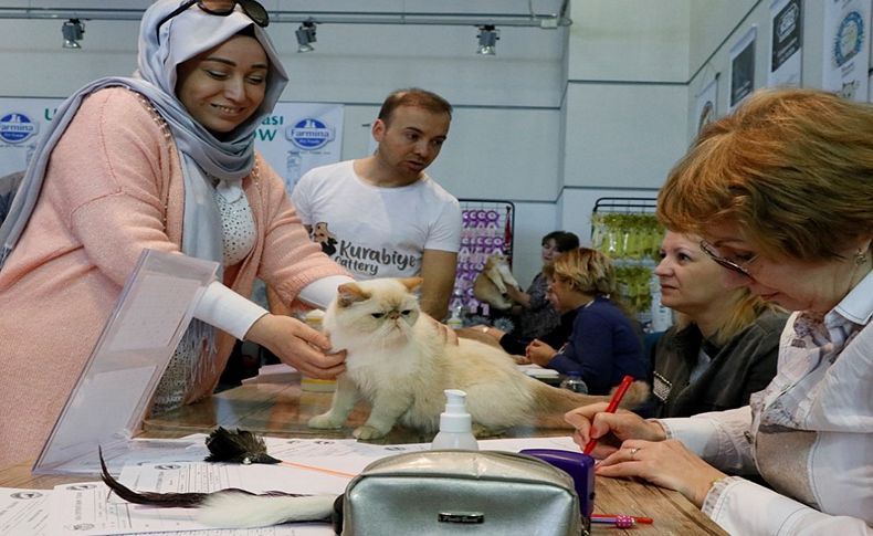 İzmir'de Uluslararası Kedi Yarışması