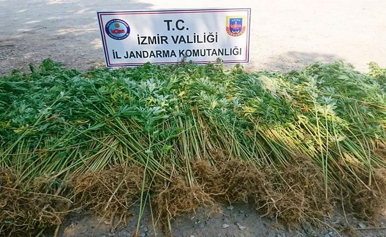 İzmir'de uyuşturucu operasyonu
