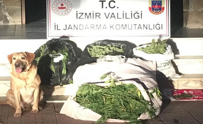 İzmir'de uyuşturucuya 1 tutuklama