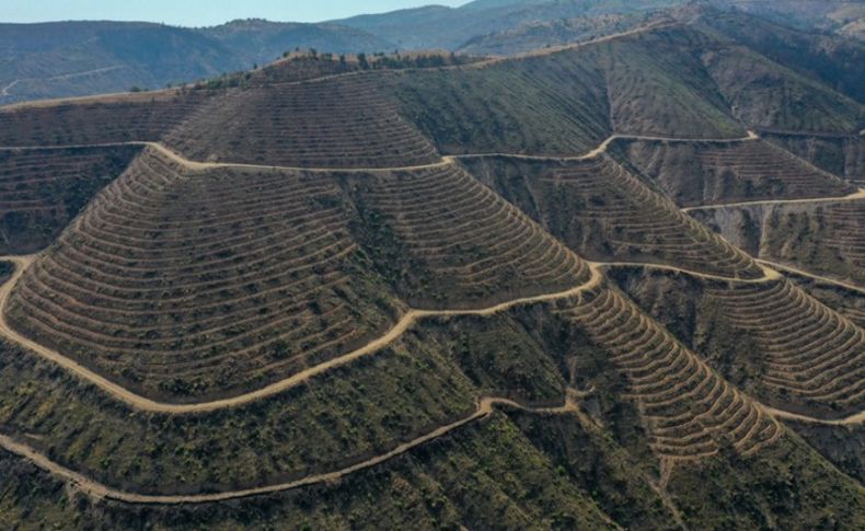 İzmir'de yanan ormanlık alanda 6 milyon fidan toprakla buluşacak