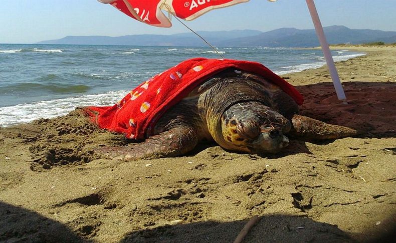 Doğaseverlerin duyarlılığı yaralı caretta caretta'yı kurtardı