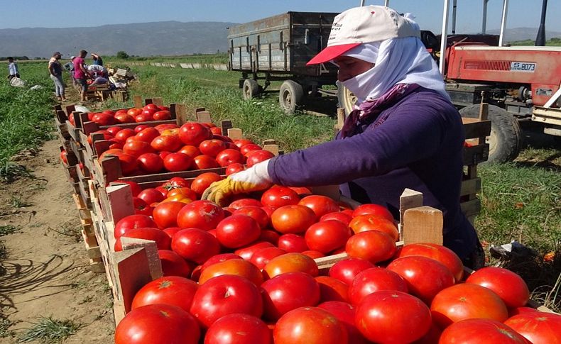 İzmir'de zam şampiyonu domates oldu