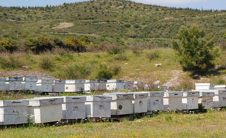 İzmir'in 16'ncı bal ormanı, Urla'da kurulacak