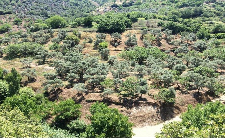 İzmir'in incir ve zeytin cennetine sondaj izni TBMM gündeminde!