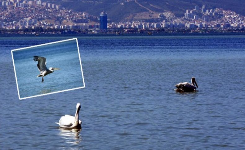 İzmir Körfezi, pelikanların mekanı oldu