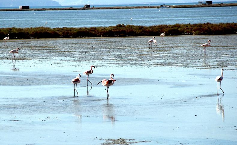 İzmir Kuş Cenneti can suyuna kavuştu