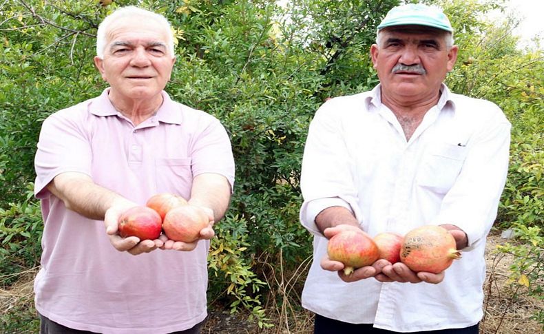 İzmir narı Uzak Doğu yolcusu