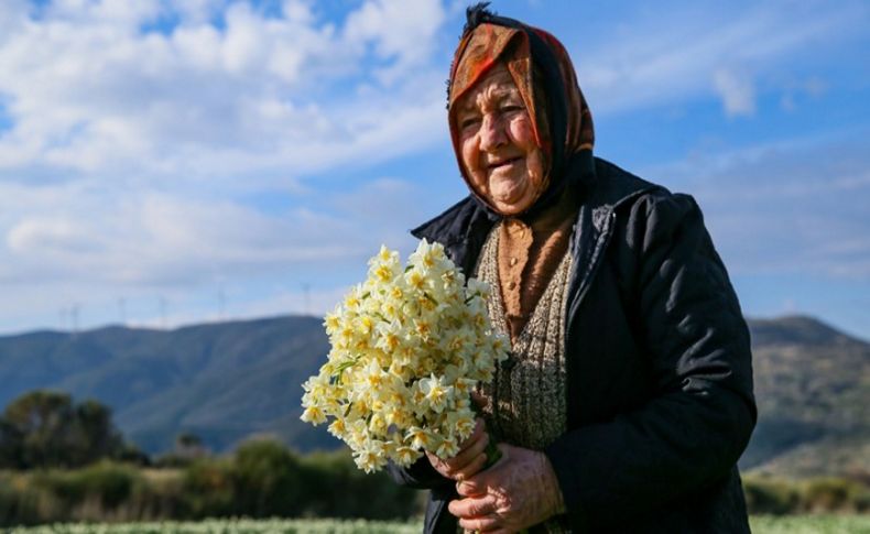 Karaburun'da yetiştirilen nergis çiçeği rağbet görüyor