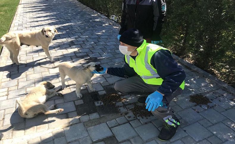 İzmir sokakta yaşayan hayvanları unutmadı