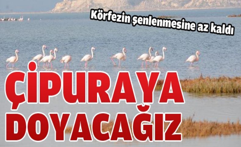 İzmir Körfezi çipurayla dolacak