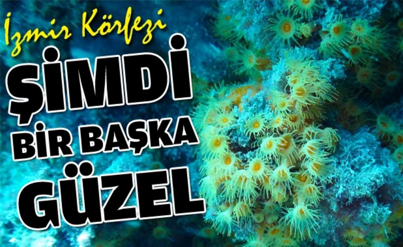 İzmir Körfez’i şimdi “bir başka güzel”