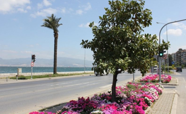 İzmir'de 600 bin adet godetya dikildi