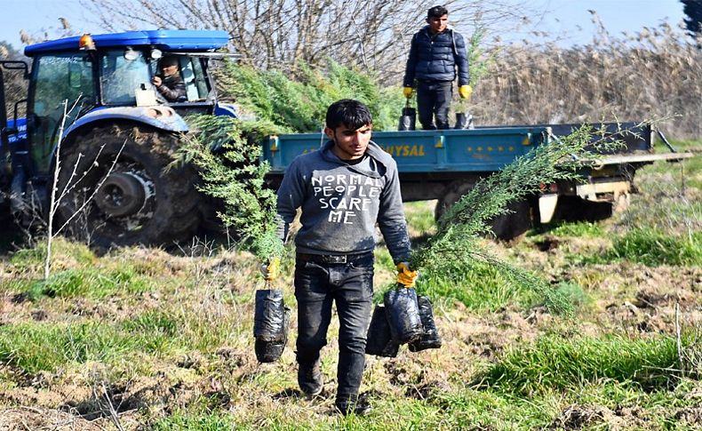 İZSU’dan Tahtalı Havzası’na 1 milyon 109 bin fidan