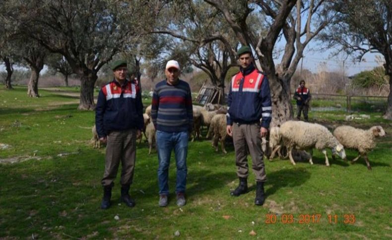 Jandarma hayvan hırsızlarını suçüstü yakaladı