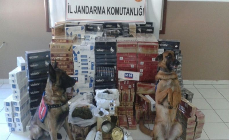 Jandarmanın 'hassas burunları' uyuşturucuya geçit vermiyor