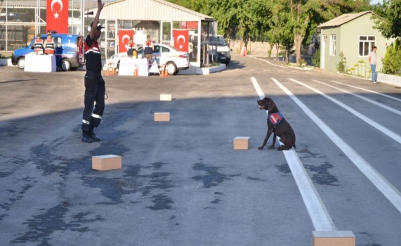 Jandarmanın töreninde mayın bulan köpekler ilgi gördü
