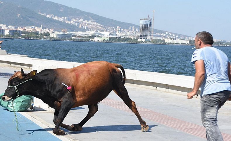 Kurban Bayramı'nda kaçan boğalar sahiplerini peşinden koşturdu