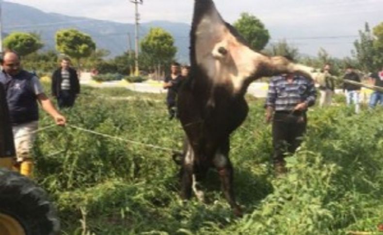 Kaçan kurbanlık danaya işkence