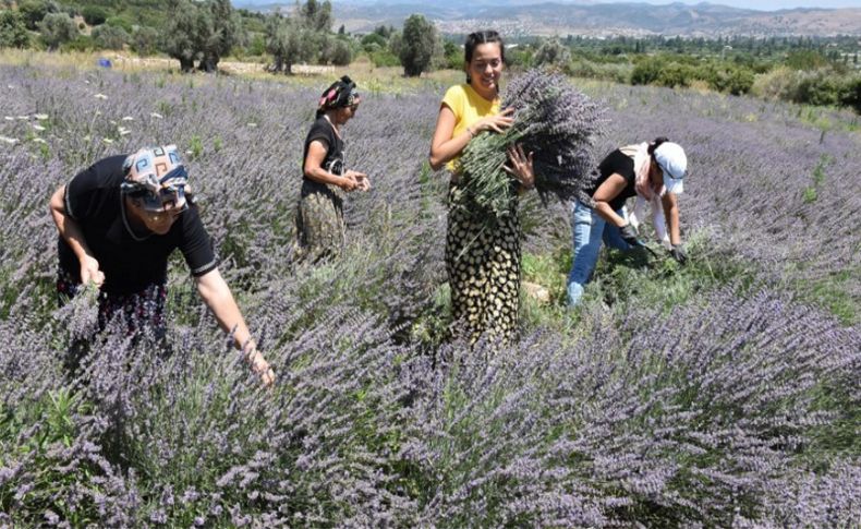 Kadınların gücü 'lavanta'da birleşti