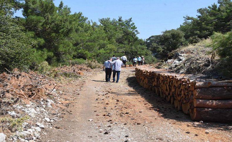 Kalker ocağı için çam ağacı kesimine tepki