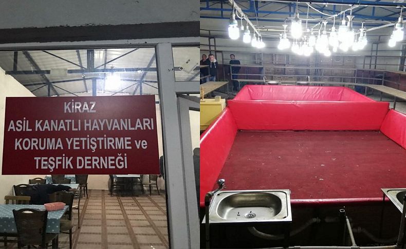 Kanatlı hayvanları koruma derneğinde horoz dövüşü