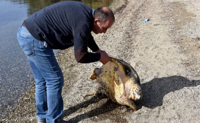 Aliağa'da sahile ölü Caretta Caretta vurdu