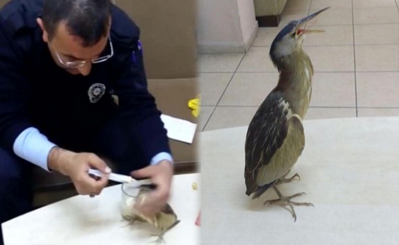 İzmir'de ilk kez görüldü