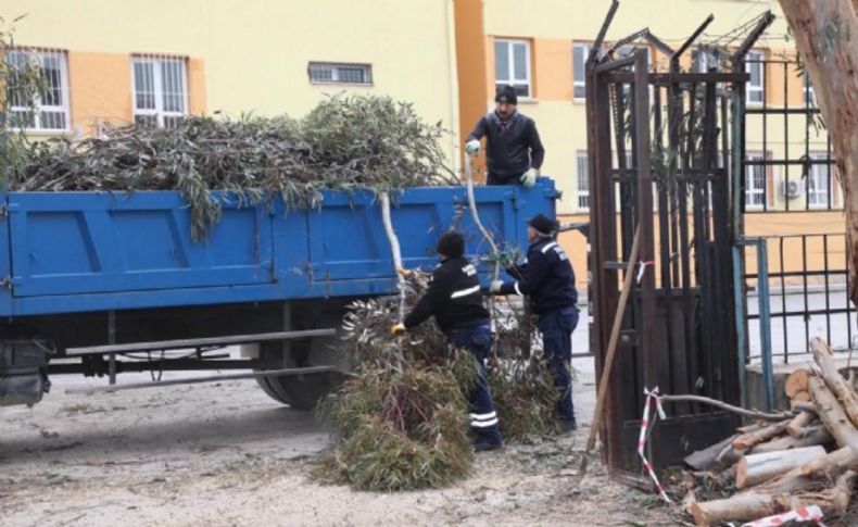 Karabağlar’da okullardaki ağaçlar budanıyor