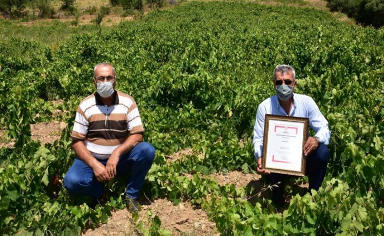 Karabağlar'ın tescillenen üzümü bölge ekonomisine katkı sağlayacak