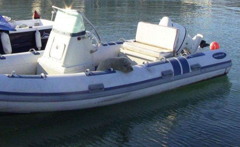 Karaburun'da Akdeniz foku heyecanı