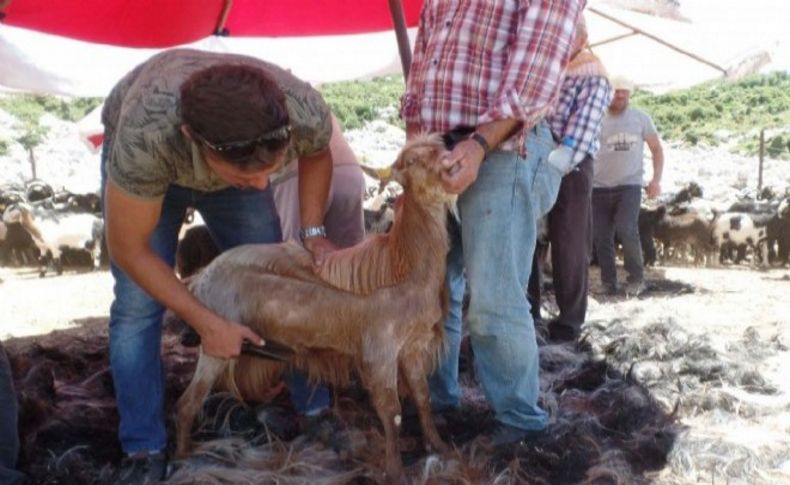 Karaburun'da Kırkım coşkusu!