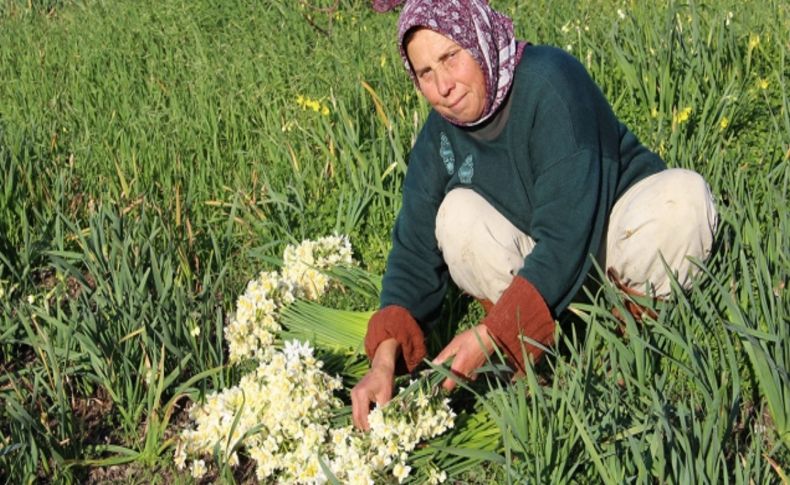 Karaburun'da “Nergis Mevsimi”