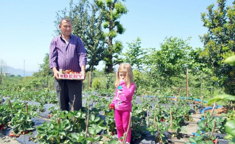 Karadeniz çileği pazara çıkmadan tarlada satılıyor