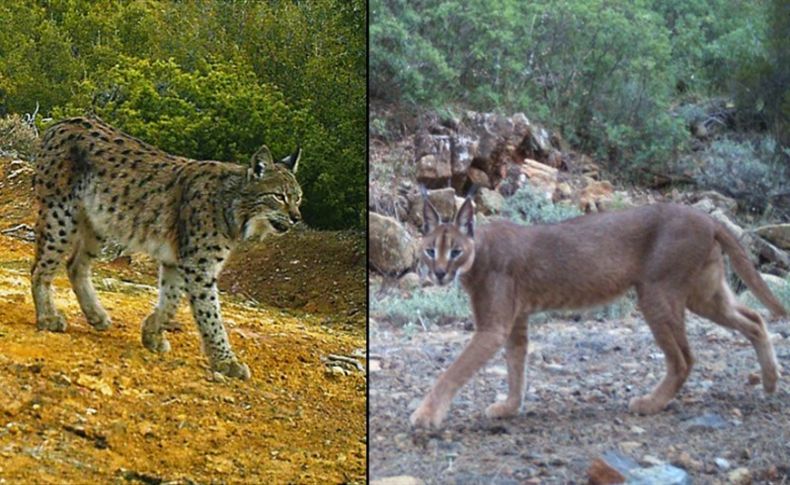 Karakulak ve vaşağın Batı Anadolu'da bir arada yaşadığı ortaya çıktı