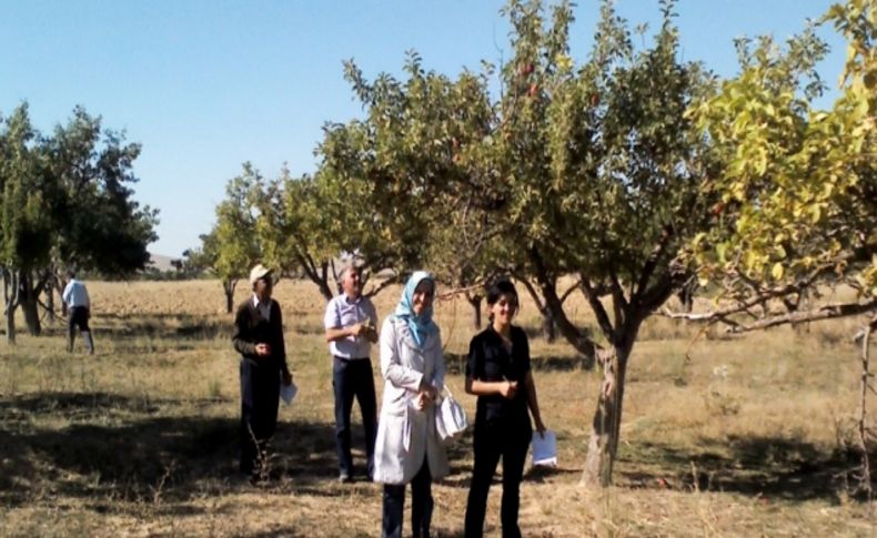 Karaman elmasının genetiği araştırıldı