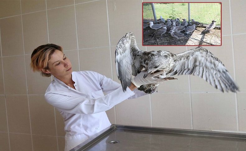 Karşıyaka’da ‘yavru martı’ seferberliği