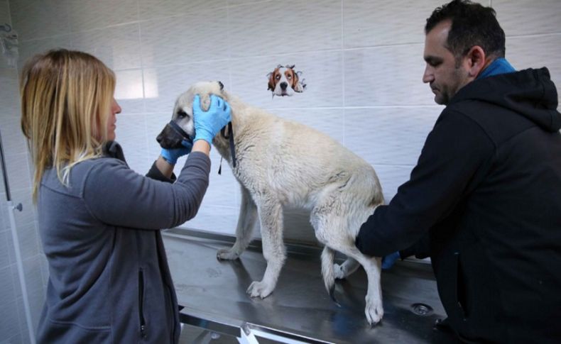 Karşıyaka ve Çiğli’den ortak kısırlaştırma hamlesi