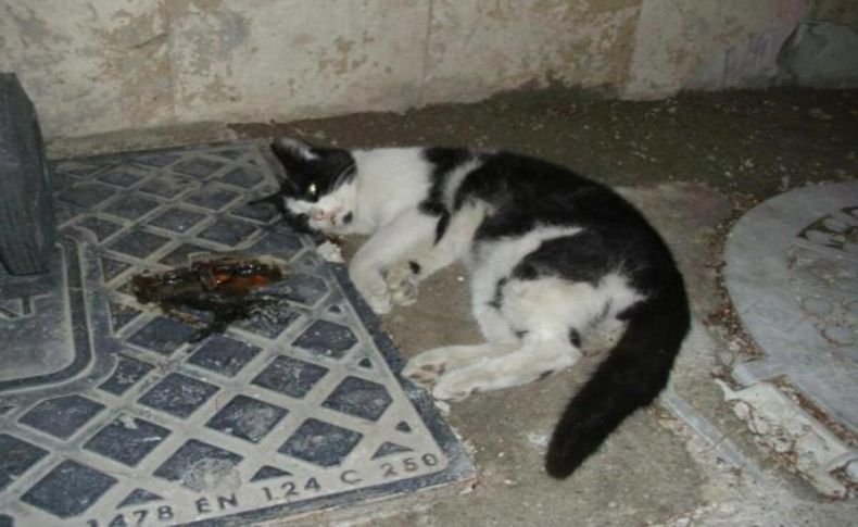 Kedi ve köpekleri zehirleyip öldürdüler