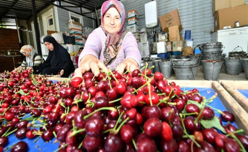 Kemalpaşalı kiraz üreticilerine Büyükşehir desteği