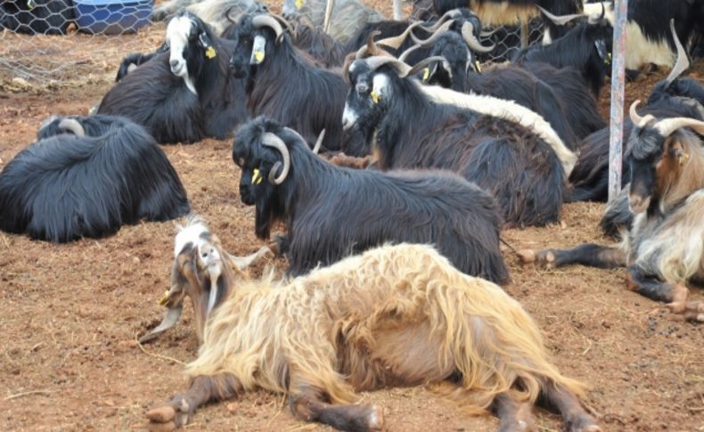Kepez'de kurban satış ve kesim yerleri belirlendi